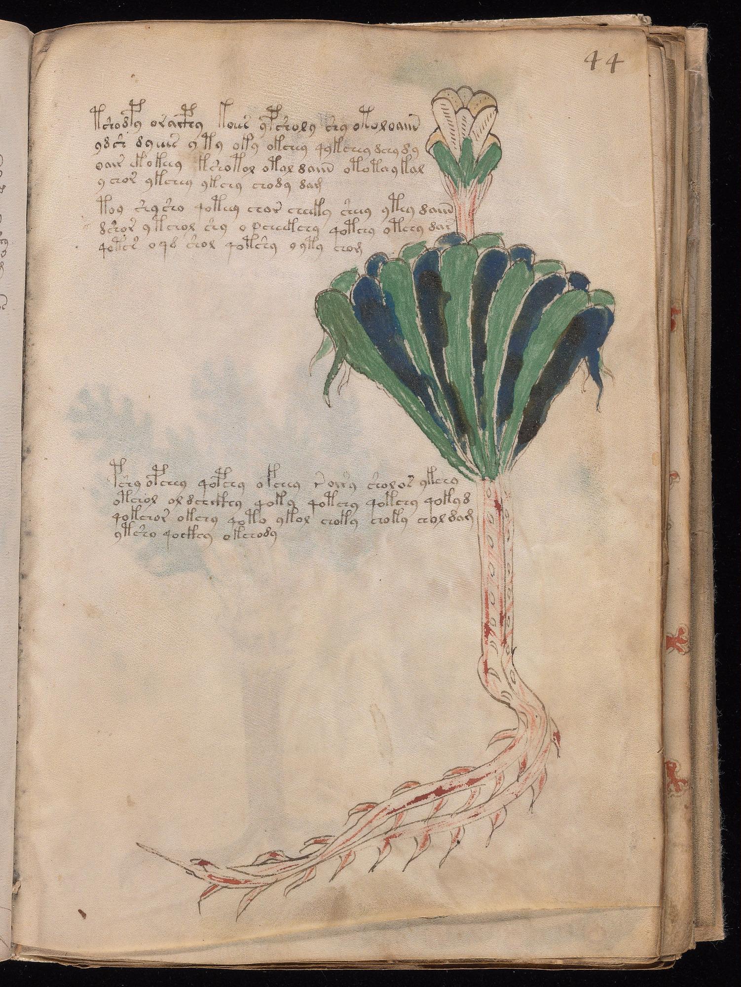 Voynich Manuscript folio f44r — Beinecke MS 408